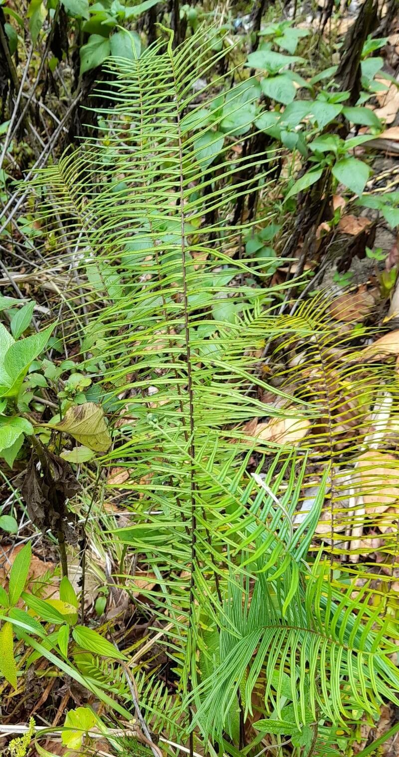 Pteris longifolia habit