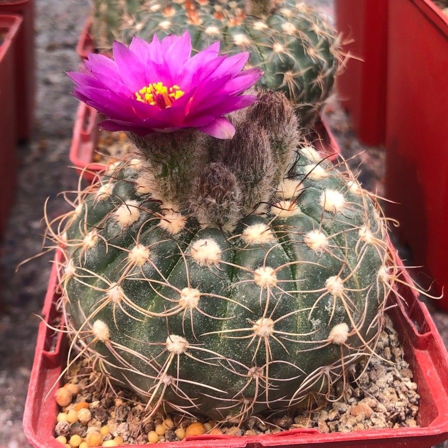 Parodia werdermanniana — search result for 'Parodia'