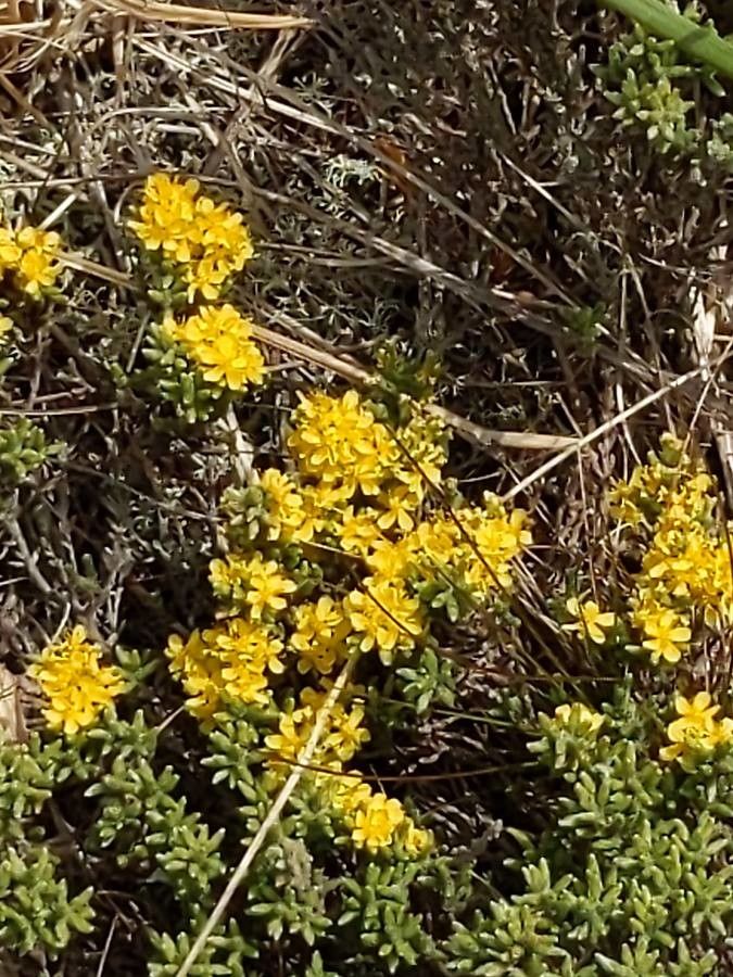 Hudsonia tomentosa flower