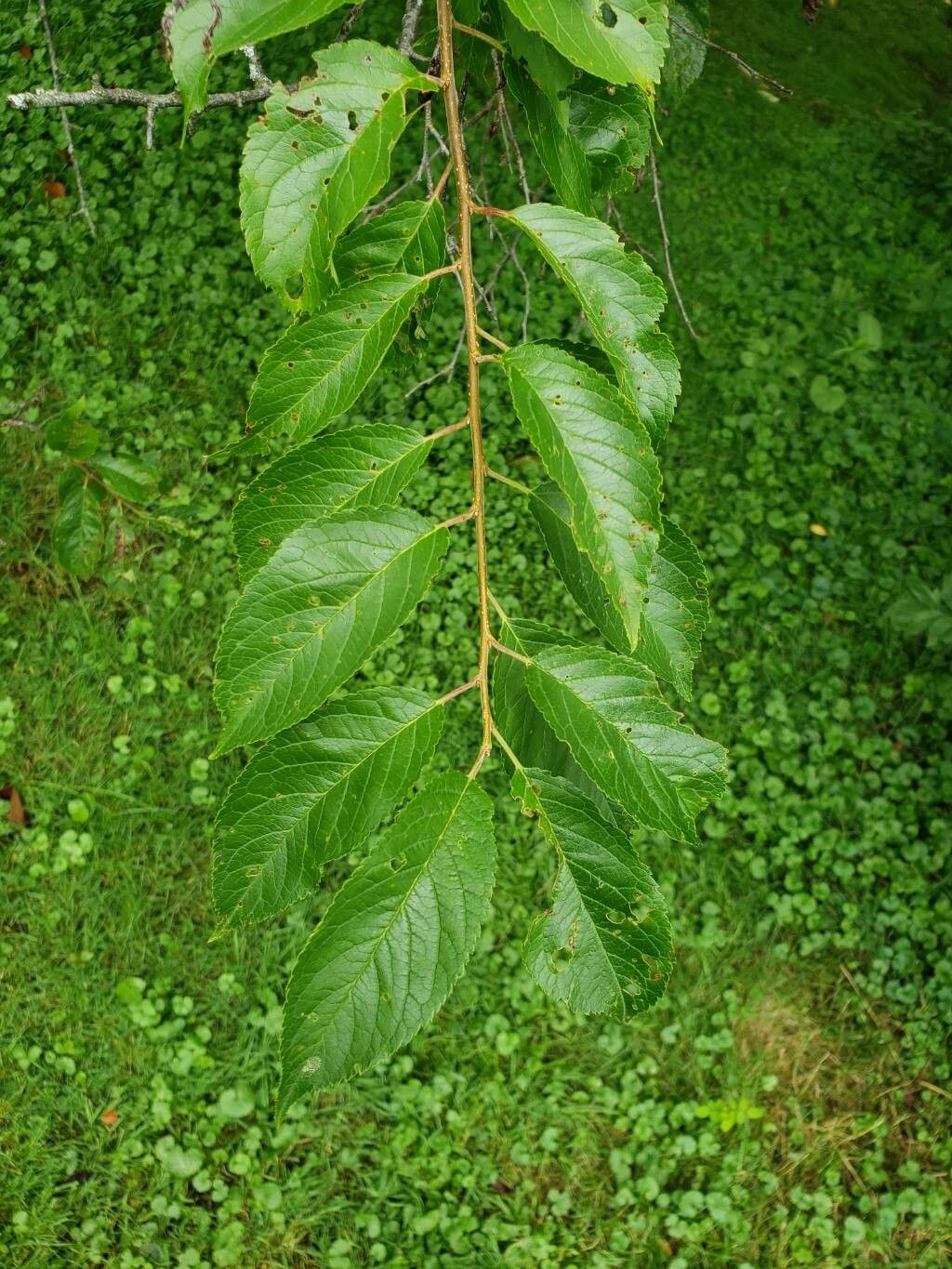 Prunus nigra — houseplant care guide