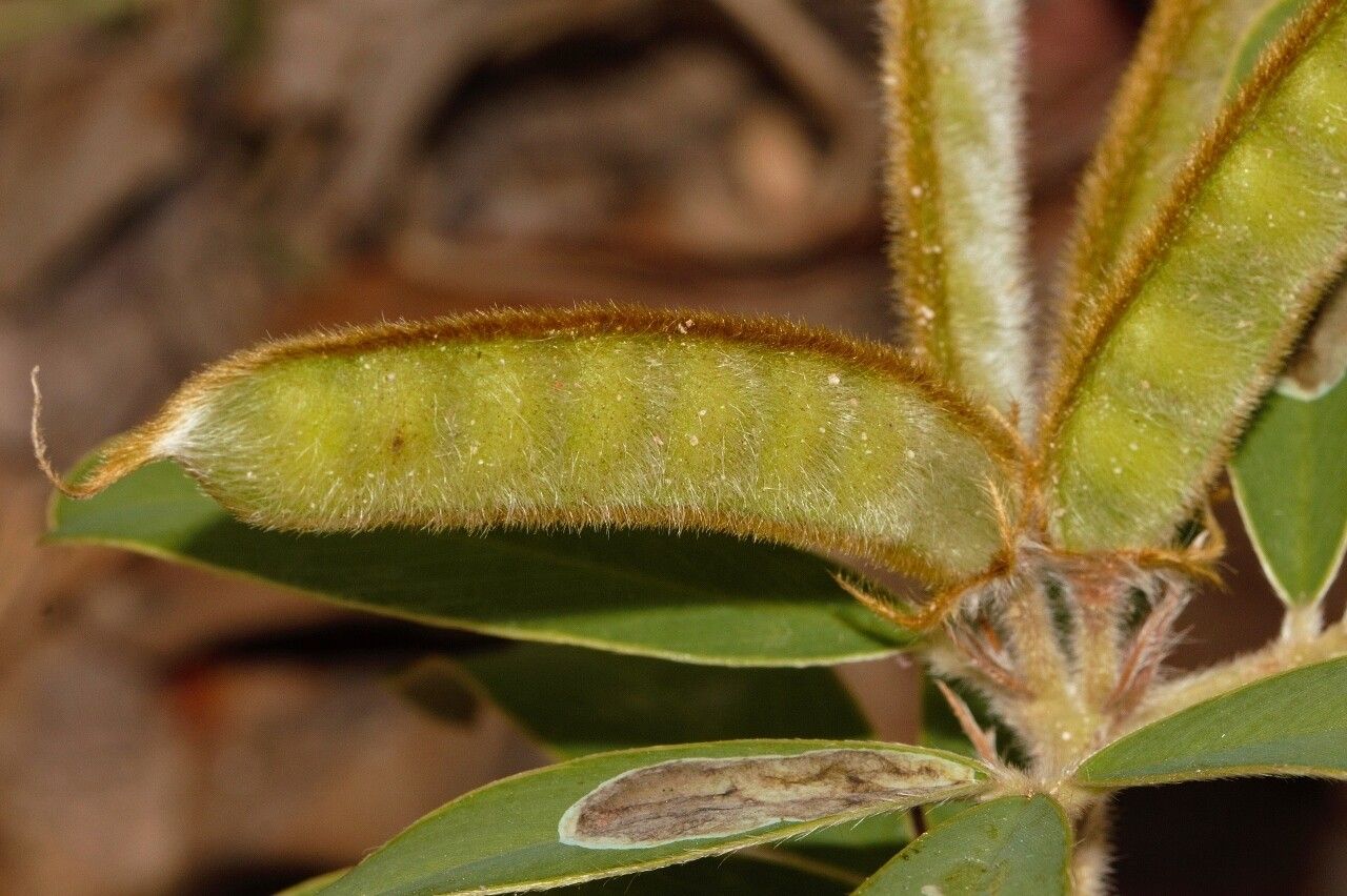 Tephrosia dasyphylla fruit