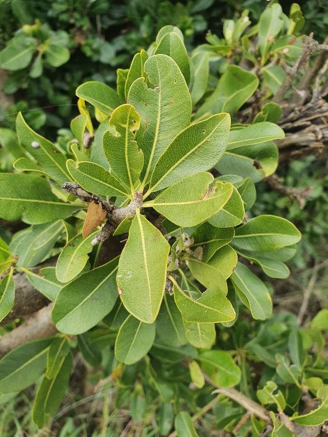 Manilkara mochisia — search result for 'Thailand'