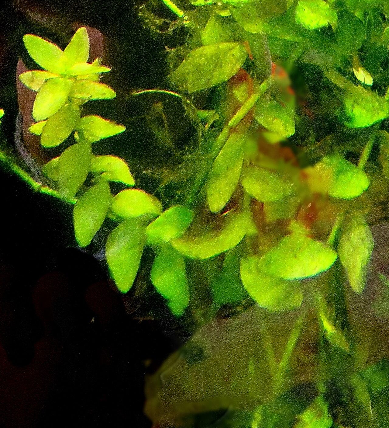 Ludwigia repens — search result for 'Ludwigia'