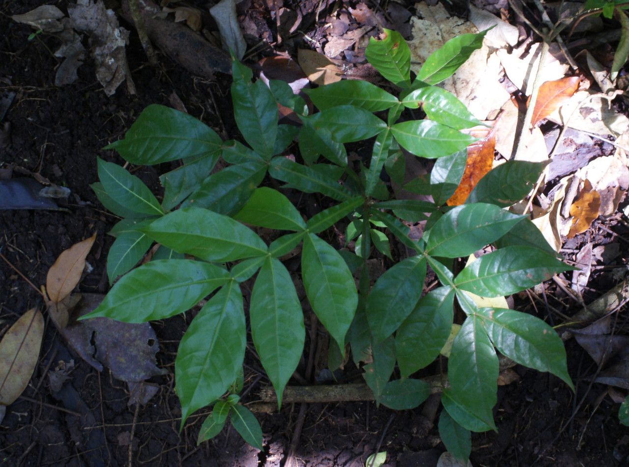 Zanthoxylum tragodes — search result for 'Zanthoxylum'