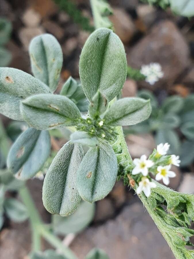 Heliotropium supinum leaf