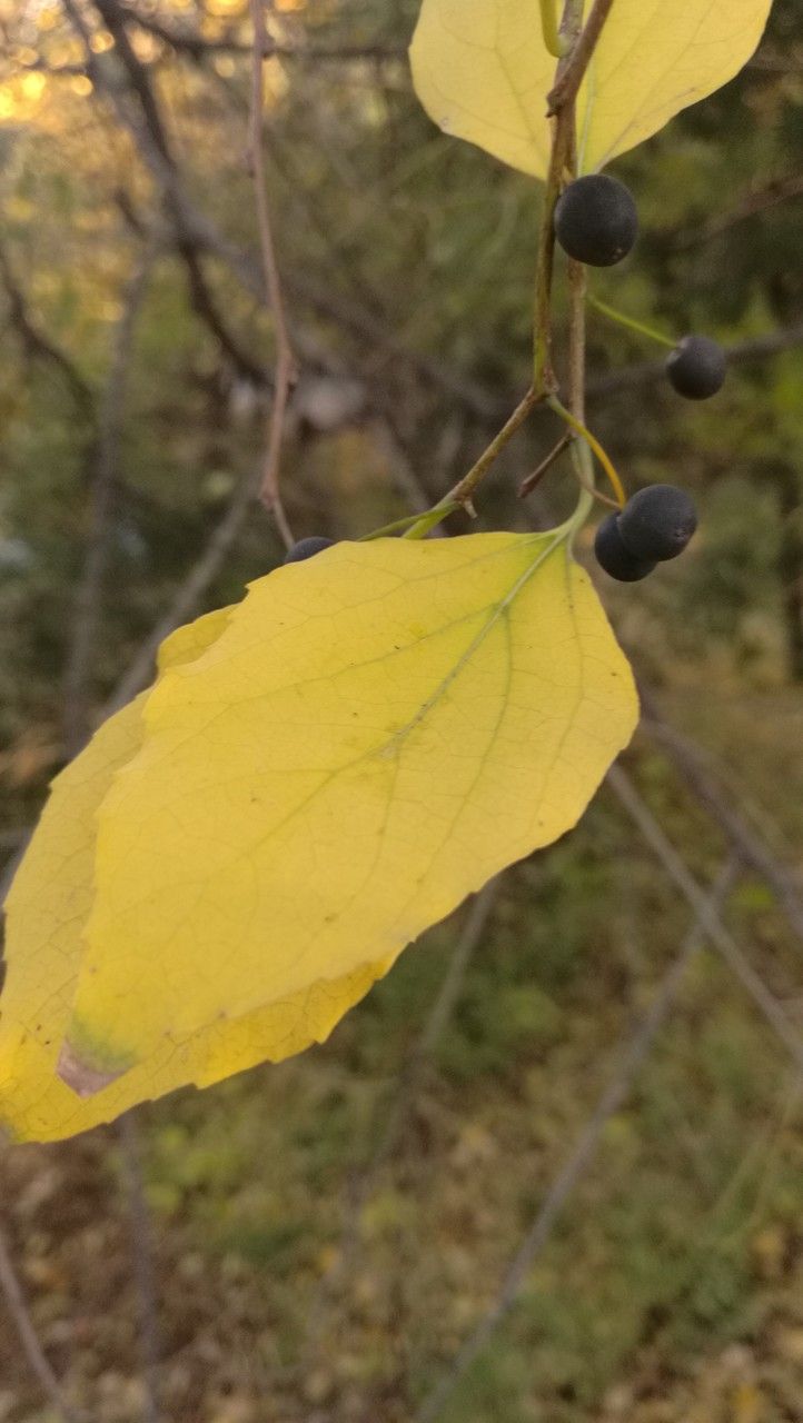 Celtis bungeana fruit