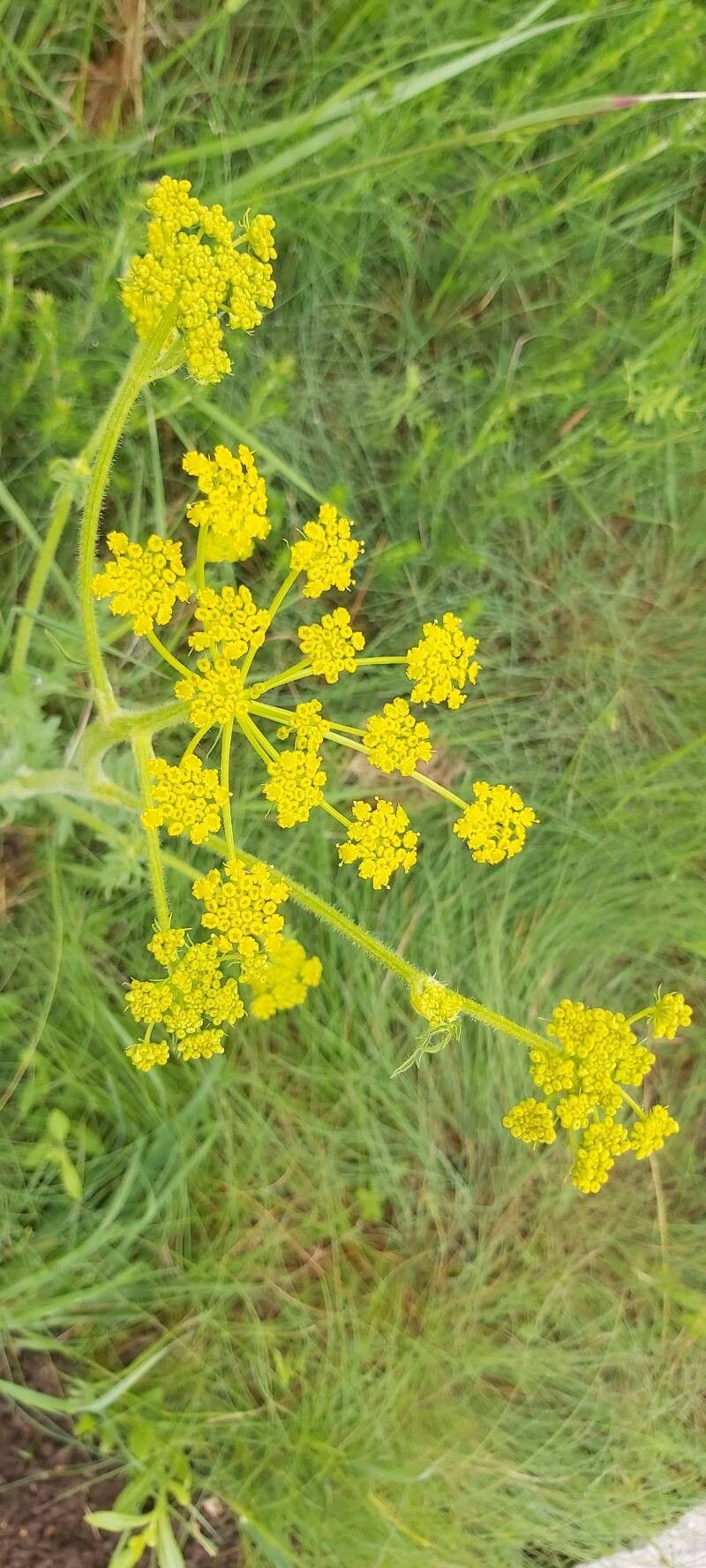Pastinaca hirsuta flower