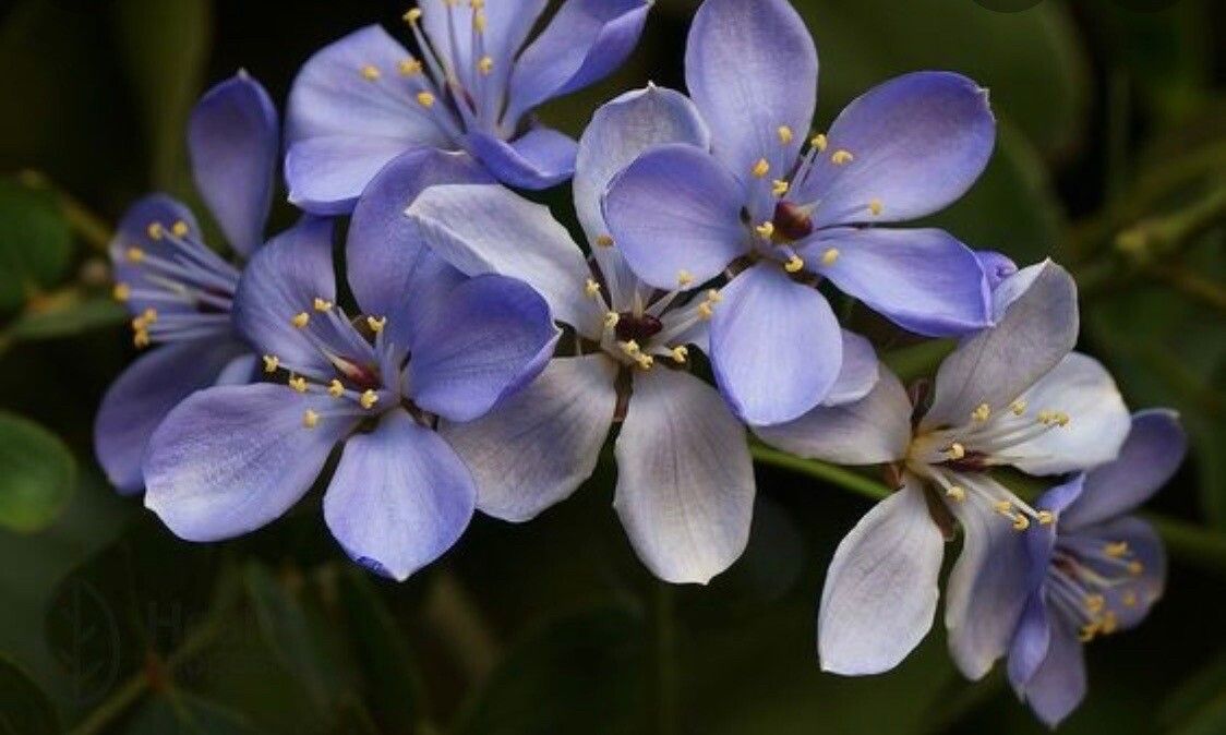 Guaiacum officinale flower