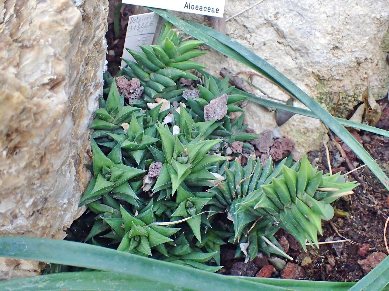 Haworthia viscosa habit