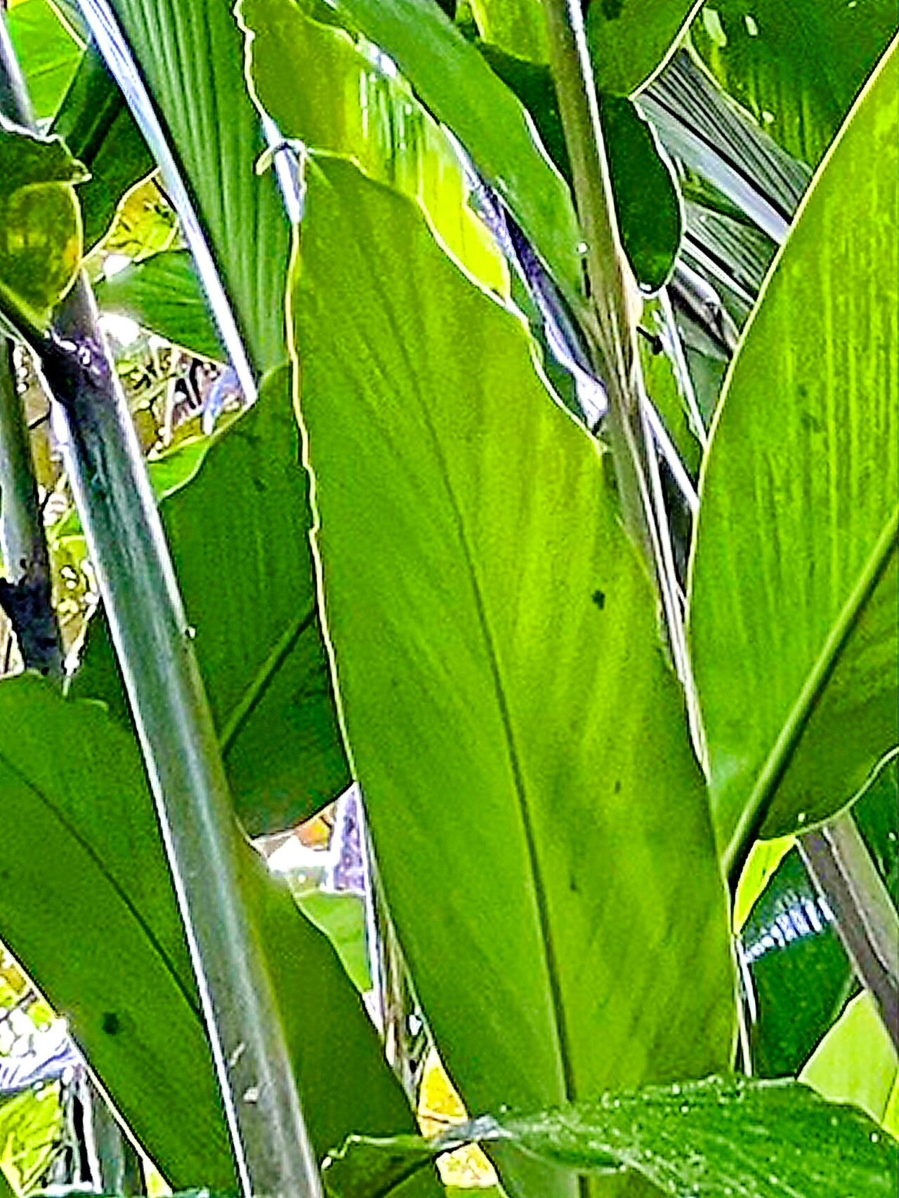 Etlingera venusta — houseplant care guide