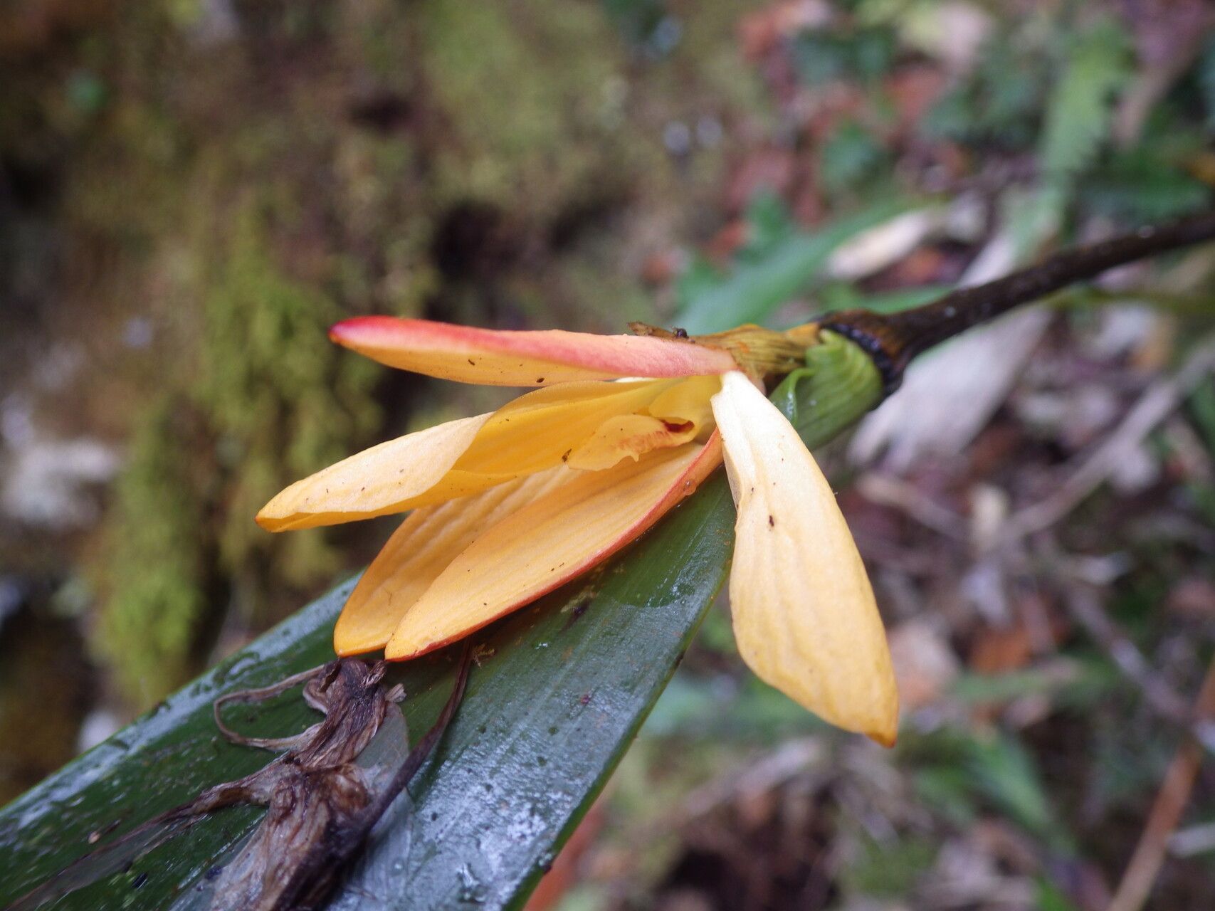 Dendrobium auricolor flower