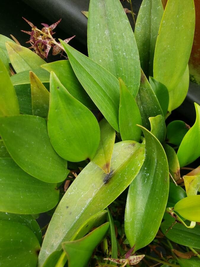 Pleurothallis pedunculata — houseplant care guide
