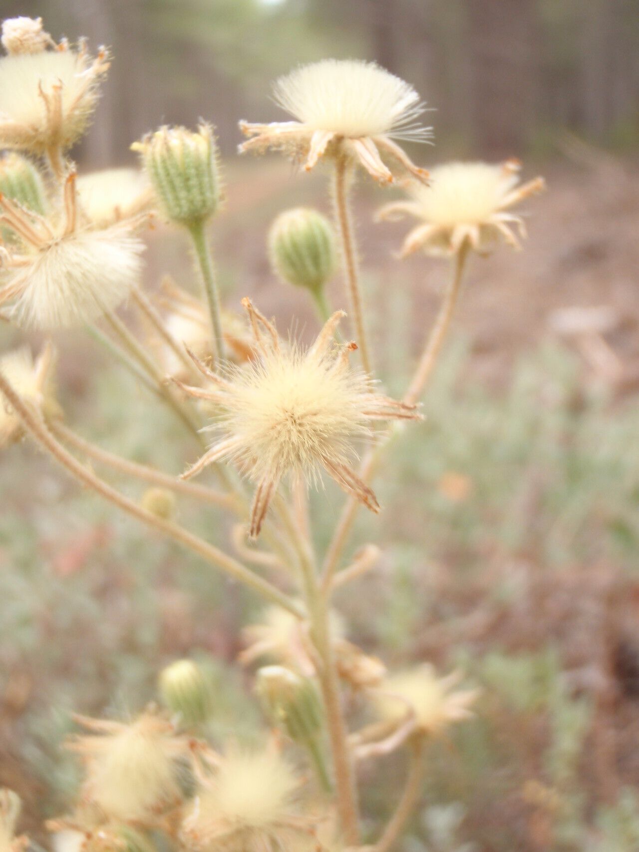 Andryala glandulosa fruit