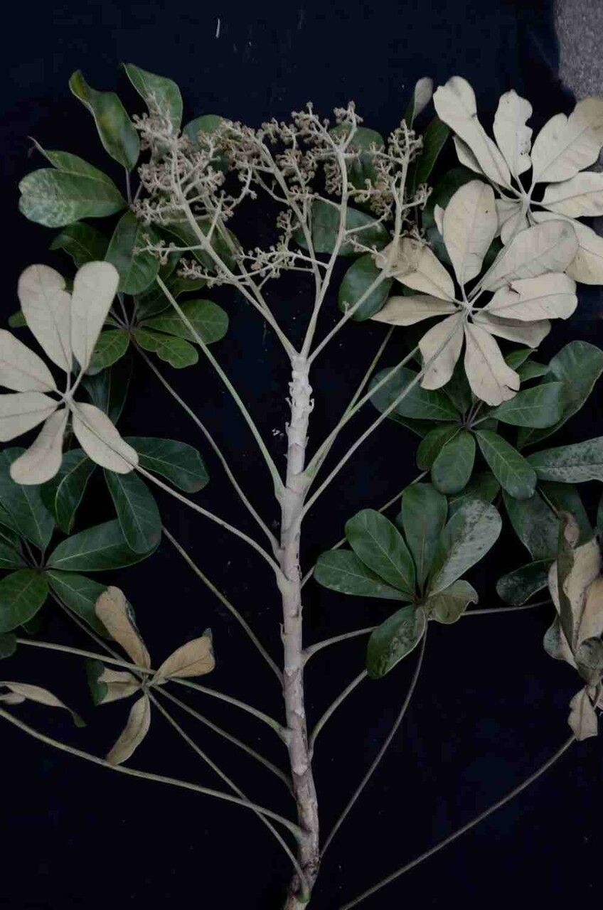 Schefflera macrocarpa — search result for 'Schefflera'