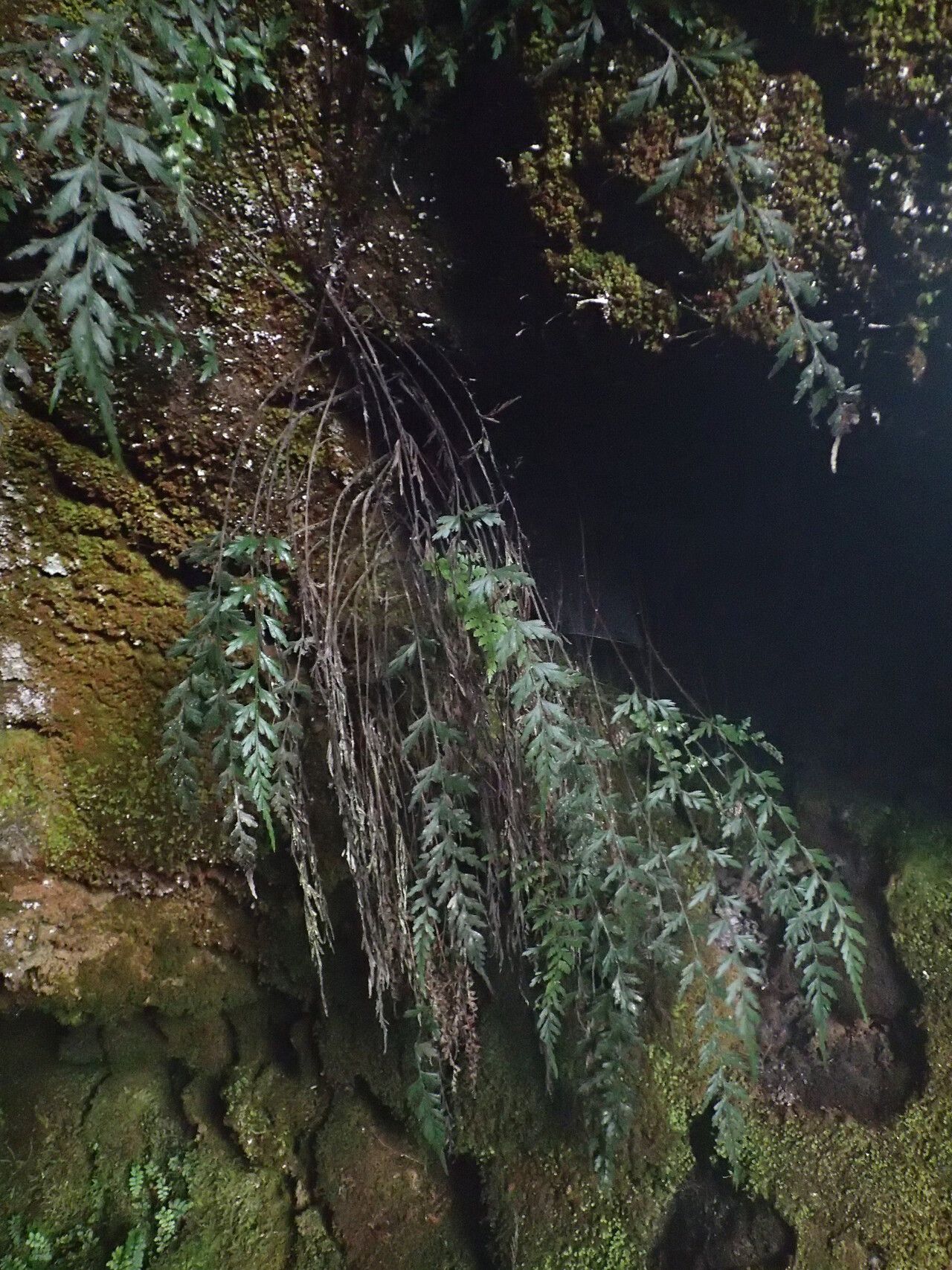Asplenium uhligii habit