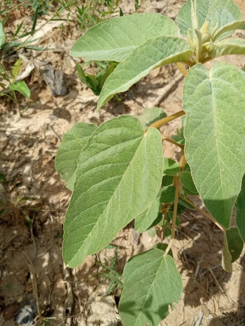 Croton capitatus leaf