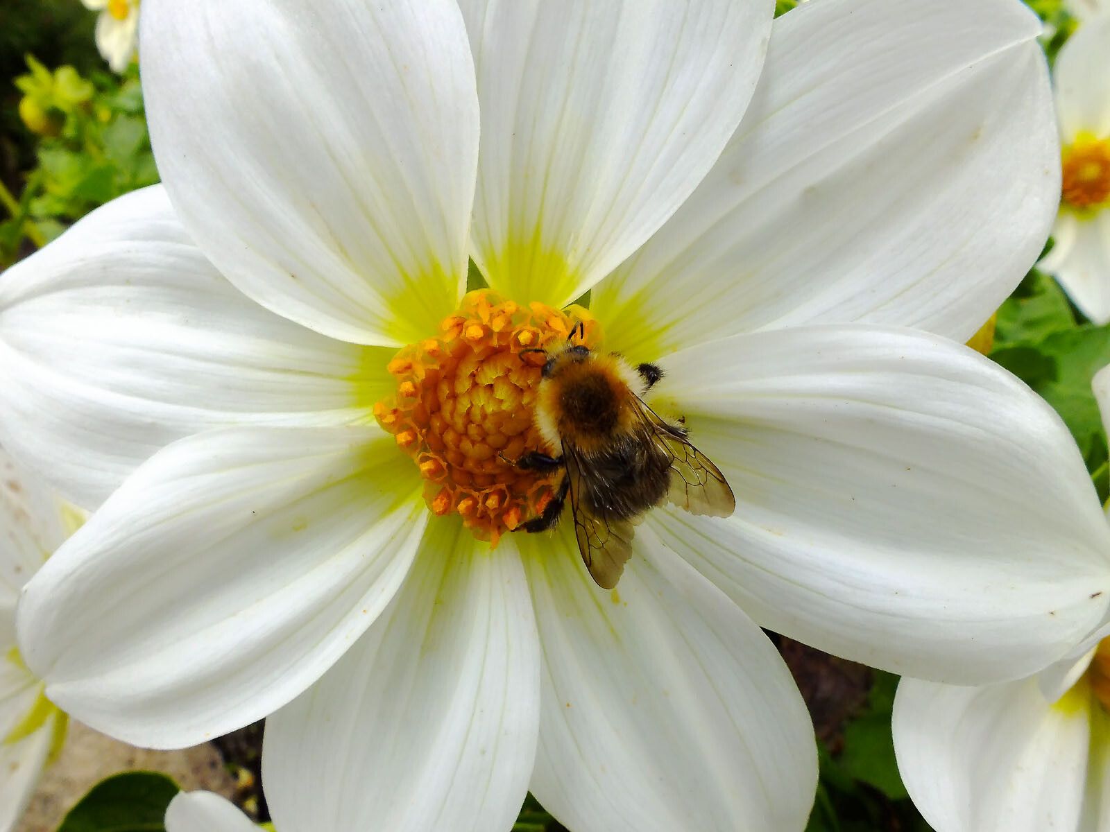 Dahlia tenuicaulis flower