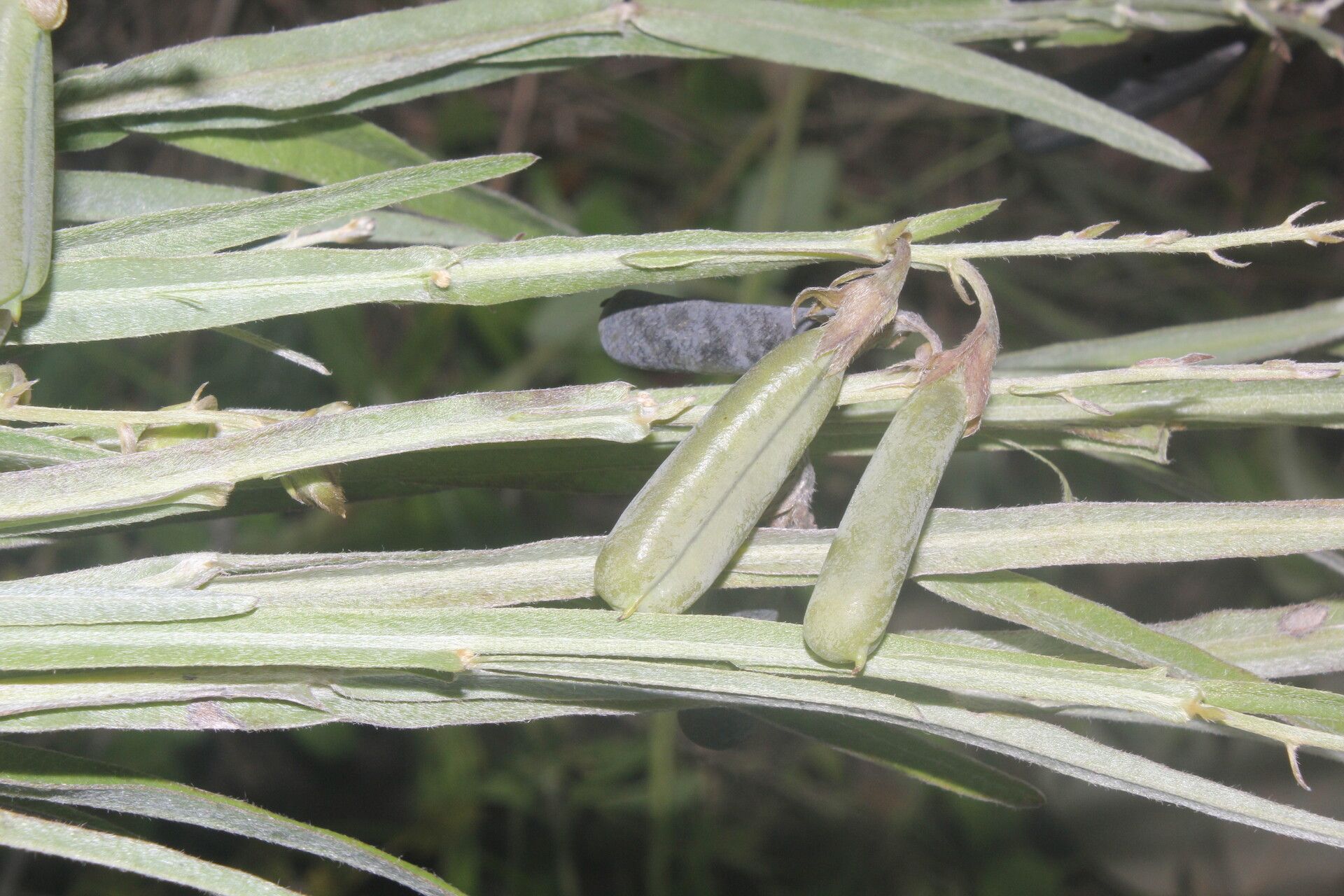 Crotalaria pilosa fruit