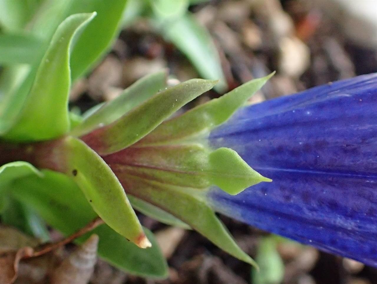 Gentiana angustifolia — search result for 'Gentiana'