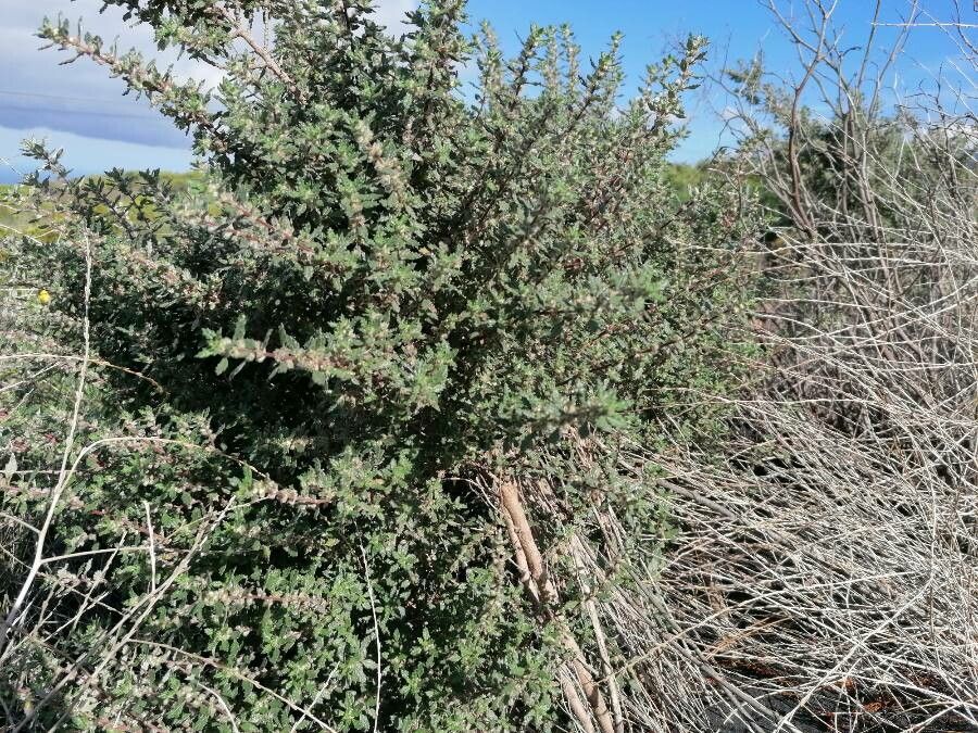 Forsskaolea angustifolia habit