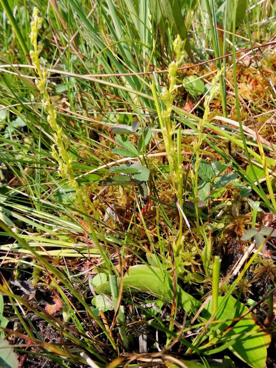 Hammarbya paludosa habit