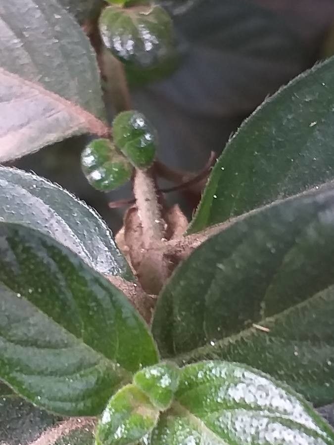 Barleria obtusa bark