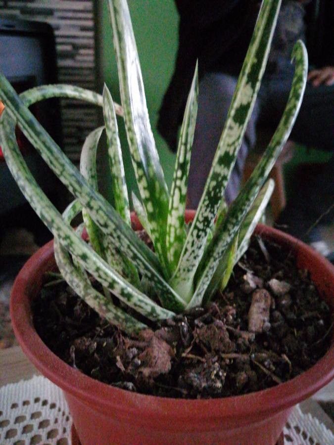 Gasteria pulchra leaf