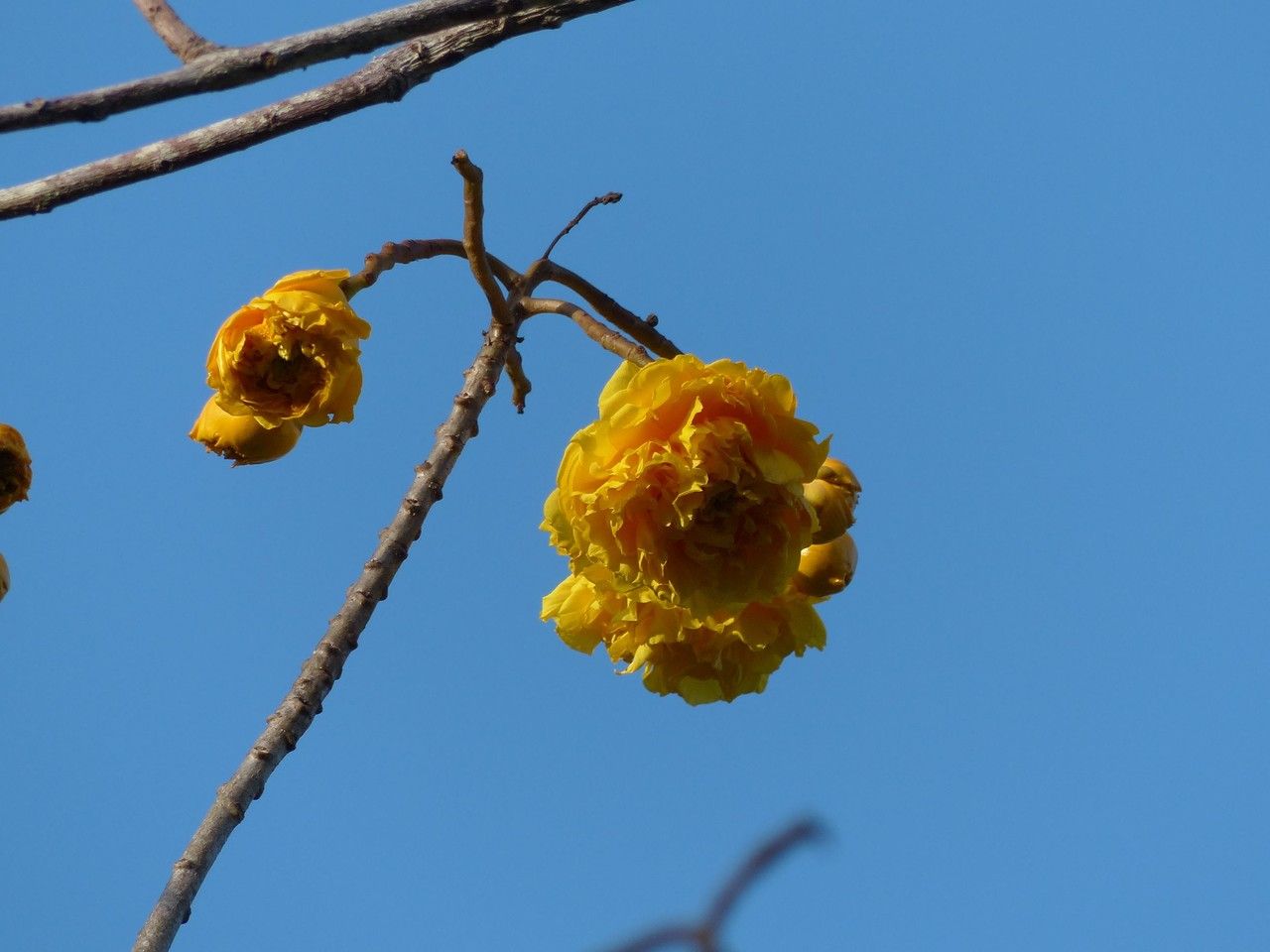Cochlospermum vitifolium flower