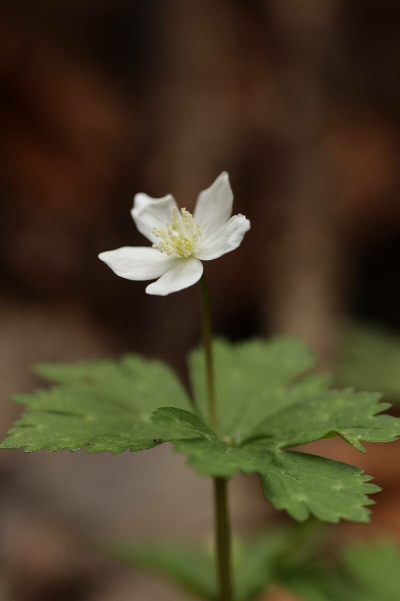 Anemone flaccida — houseplant care guide