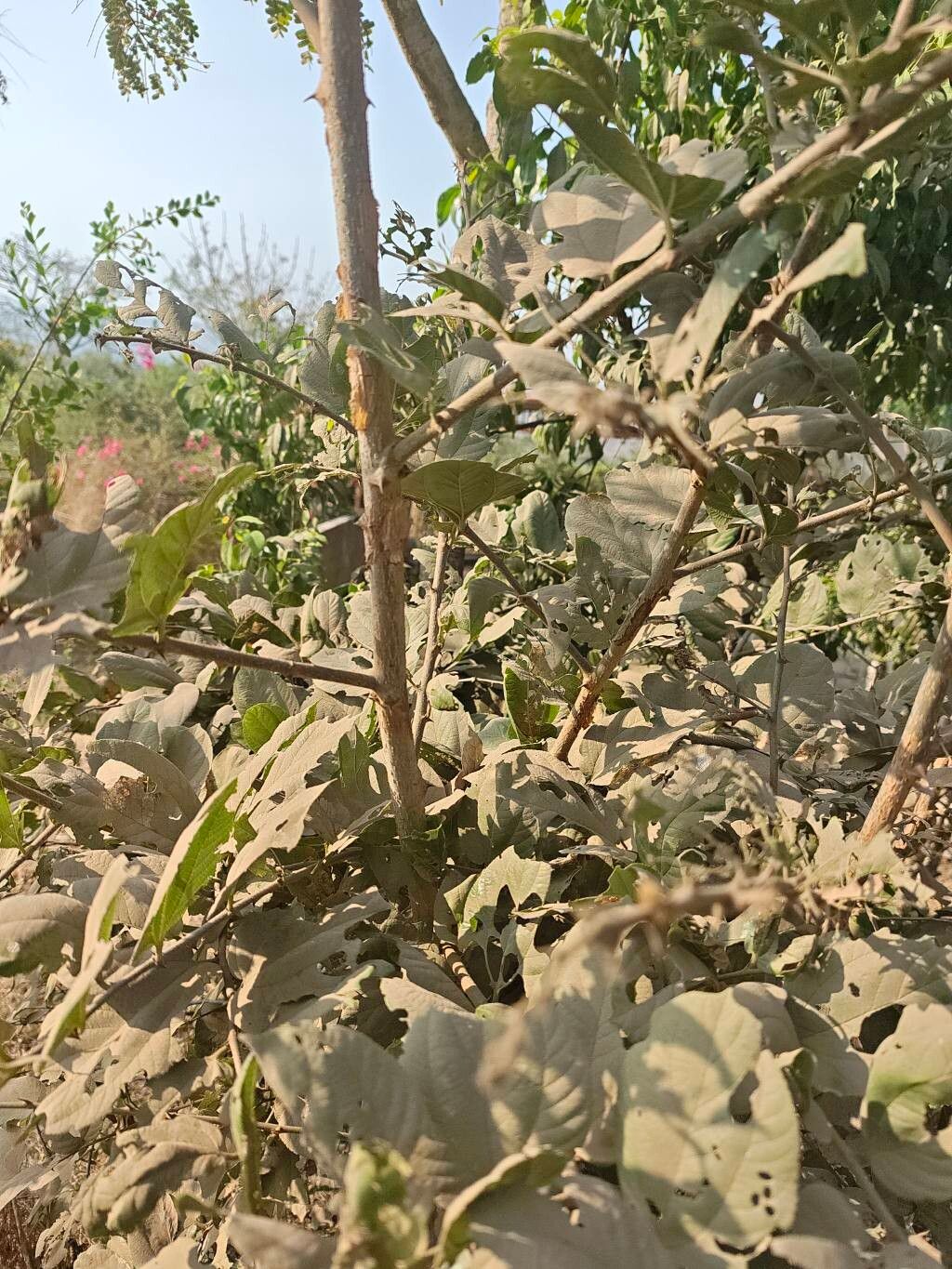 Ziziphus rugosa habit