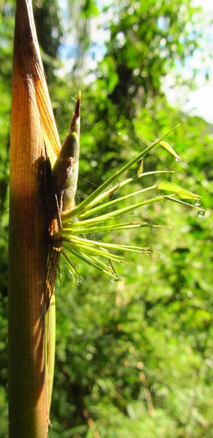 Chusquea quila — search result for 'Bamboo'