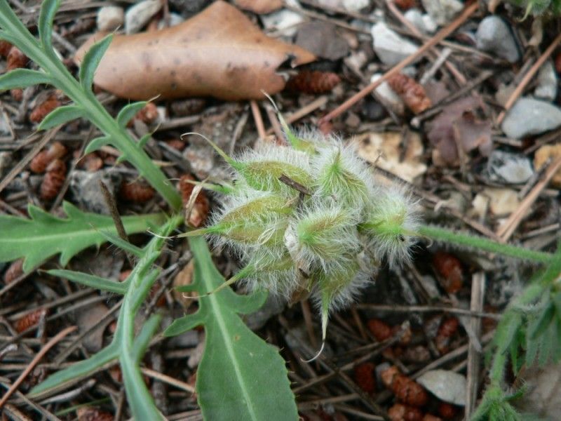 Astragalus hypoglottis fruit