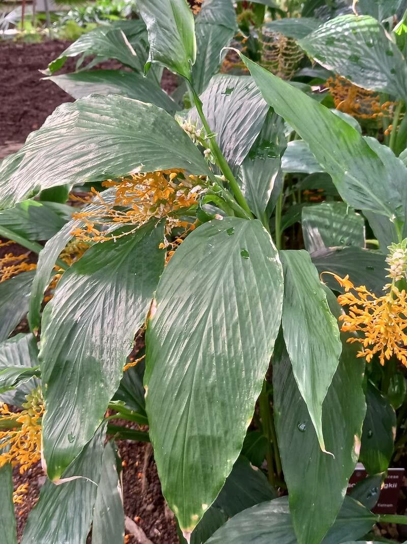 Globba schomburgkii leaf