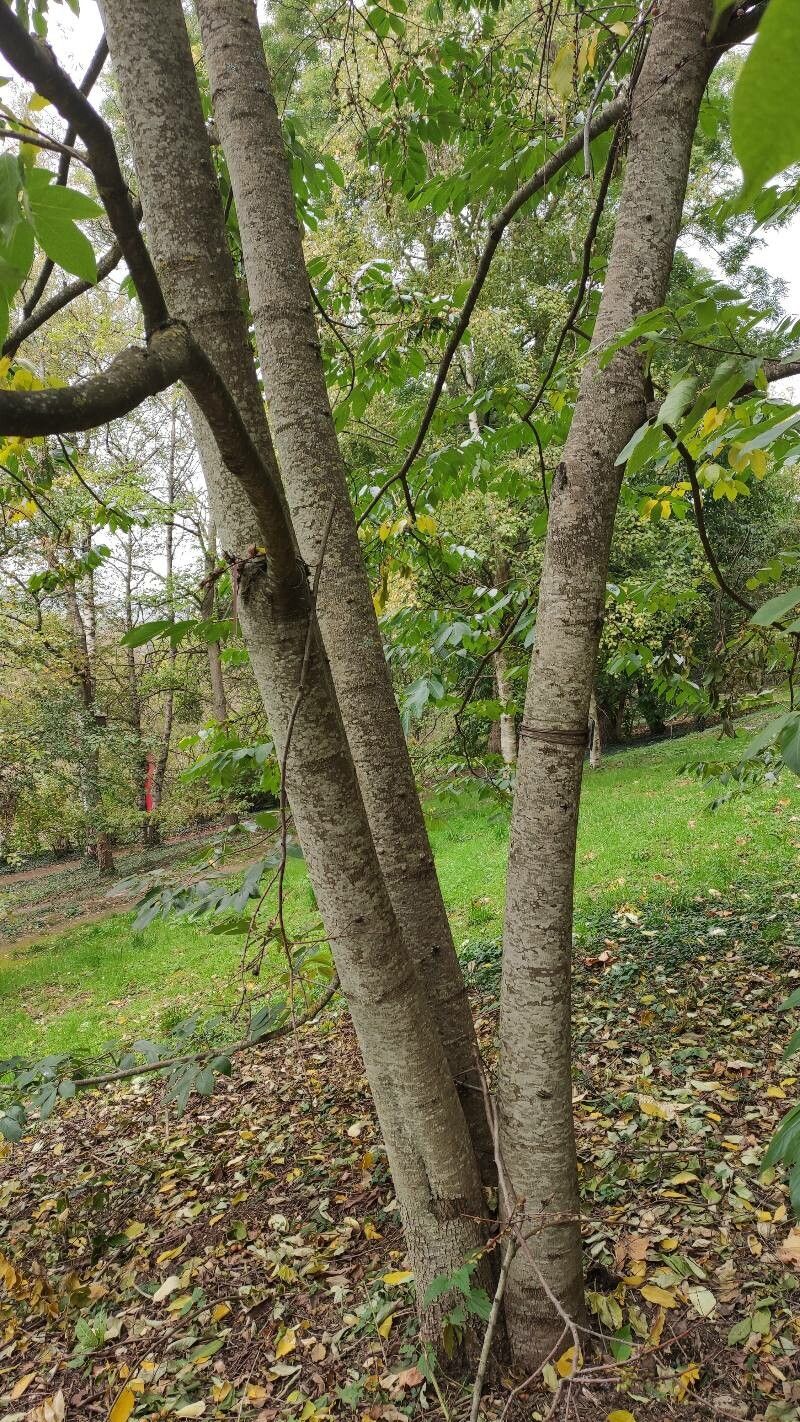 Diospyros japonica bark