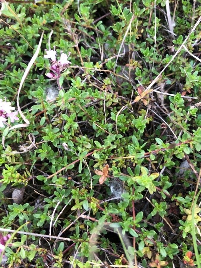 Thymus serpyllum leaf