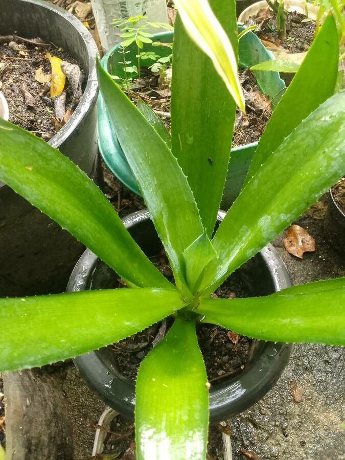 Nidularium fulgens leaf