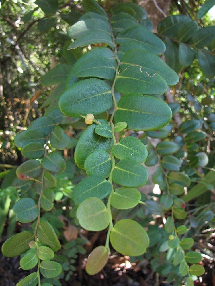 Phyllanthus kouaouaensis — houseplant care guide