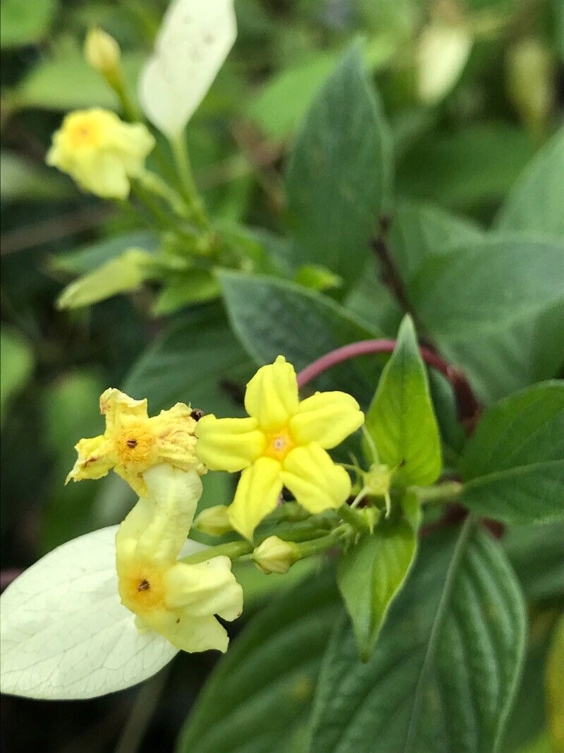 Pseudomussaenda flava flower