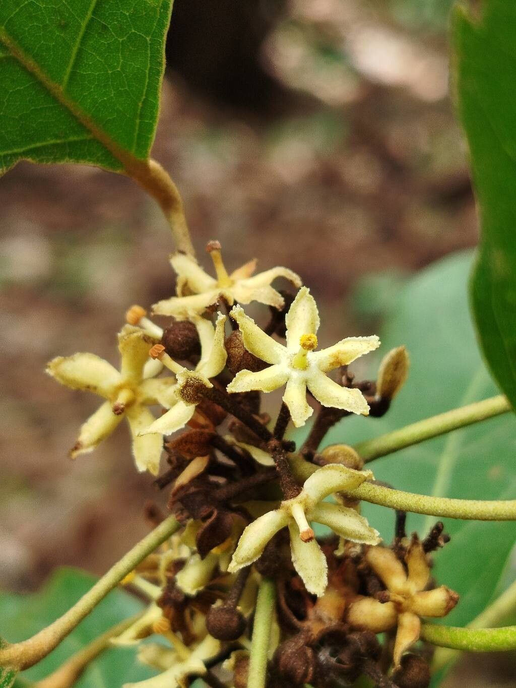 Cola laurifolia flower
