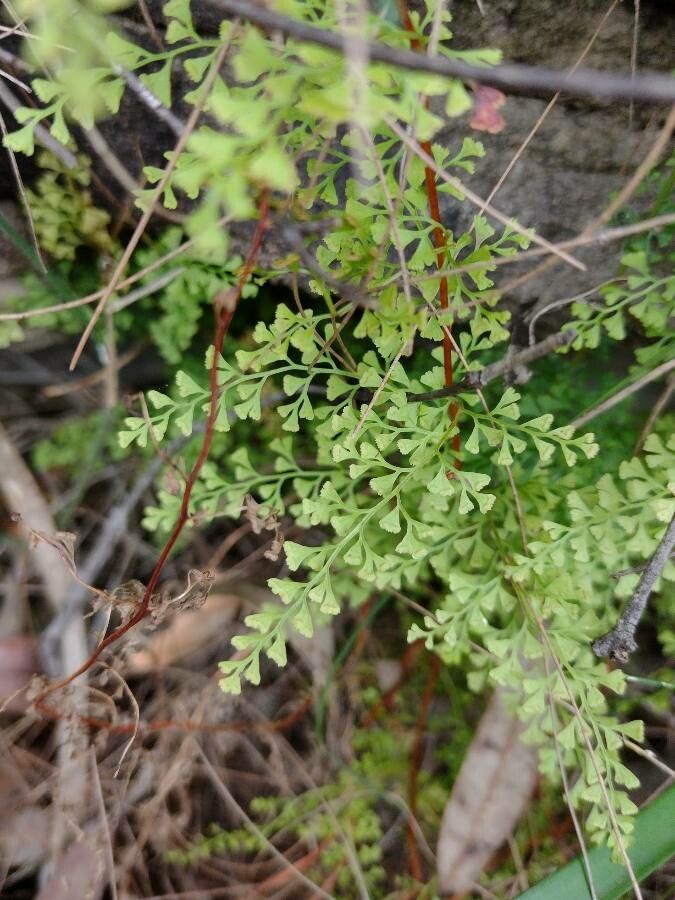 Lindsaea microphylla — houseplant care guide