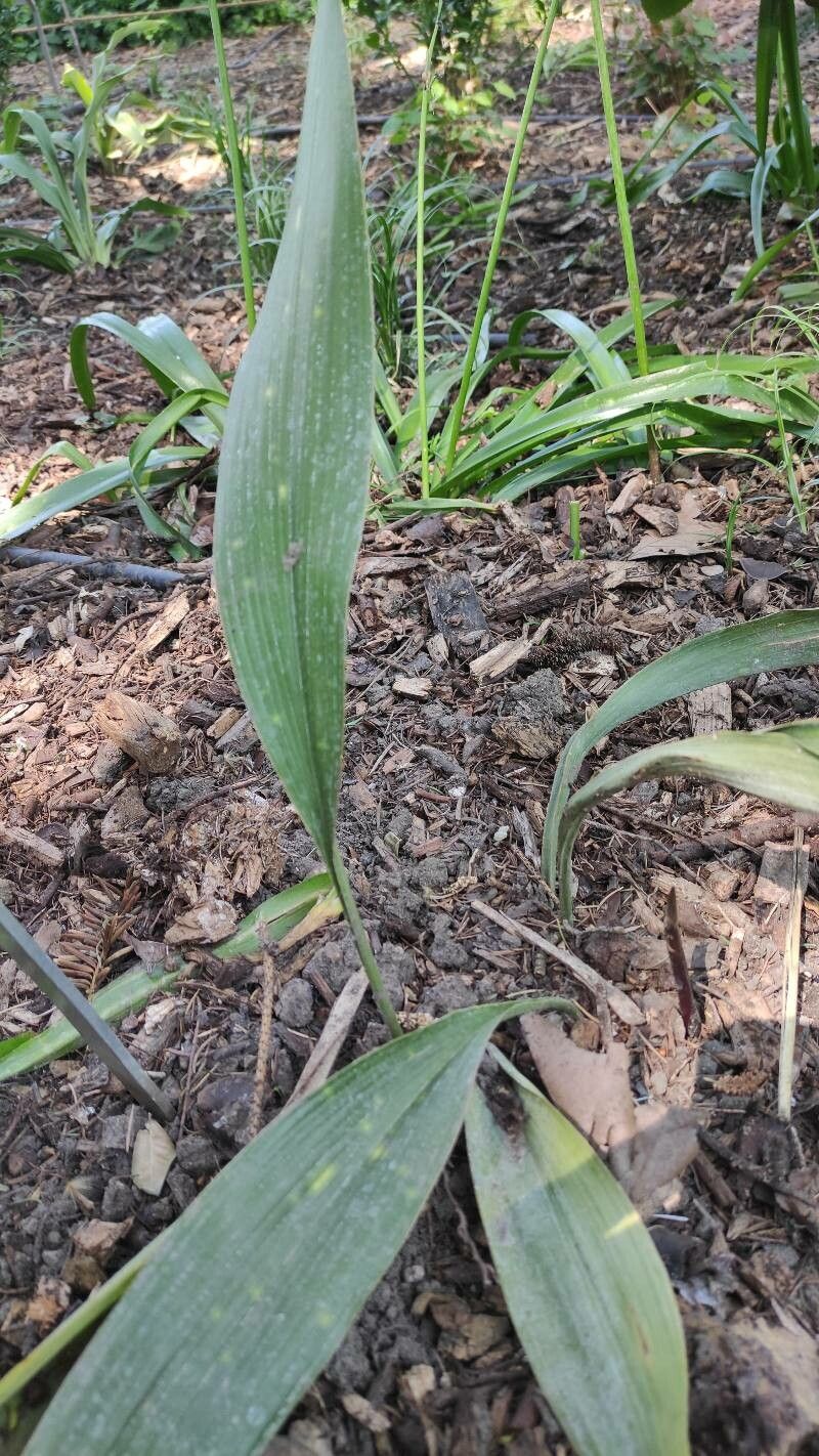 Aspidistra omeiensis — search result for 'Aspidistra'