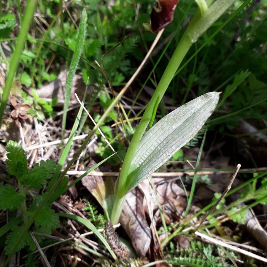 Ophrys fuciflora leaf