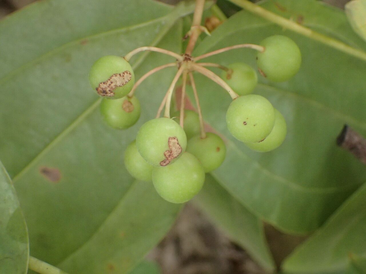 Smilax anceps fruit