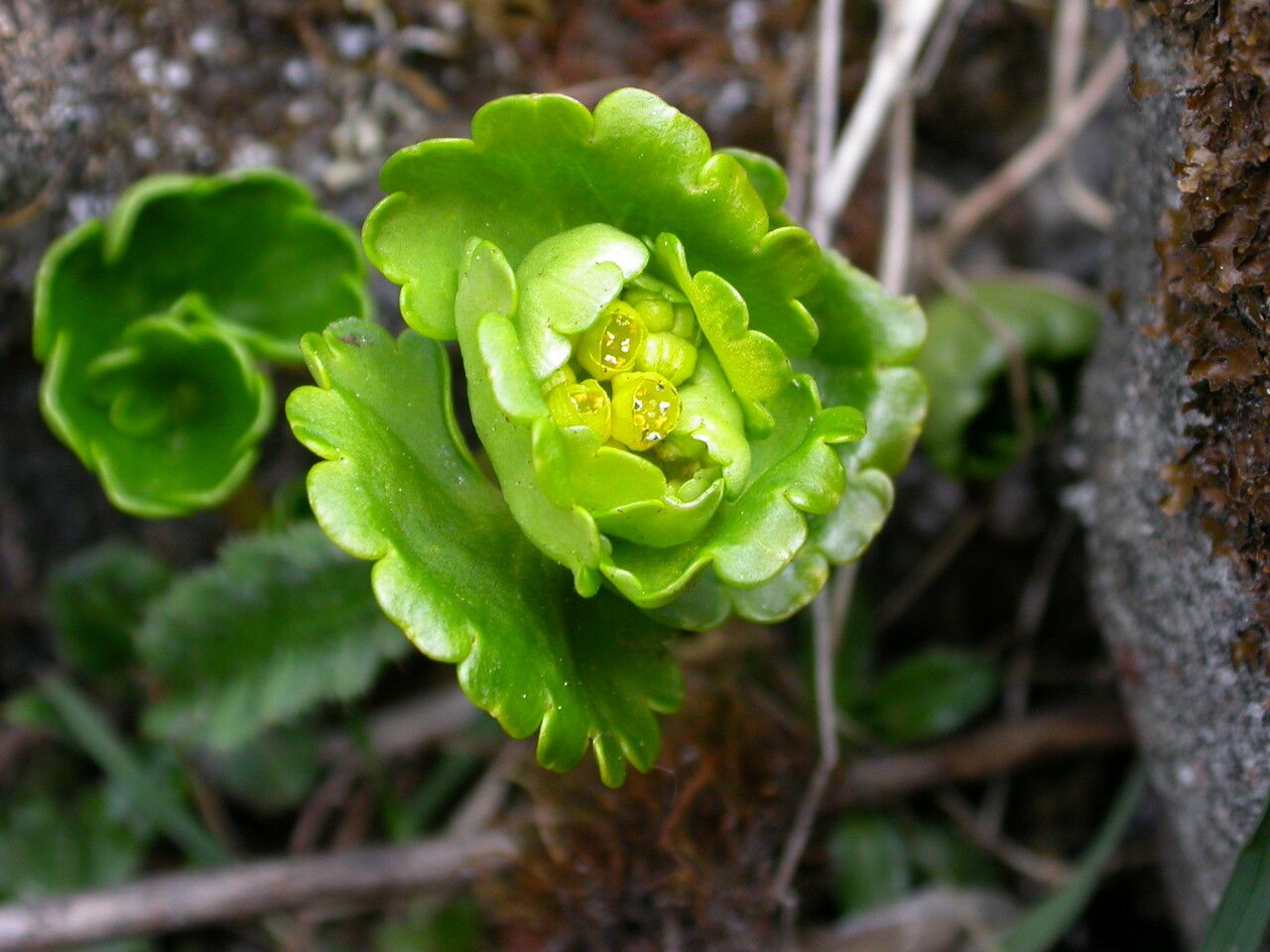 Chrysosplenium nudicaule — houseplant care guide