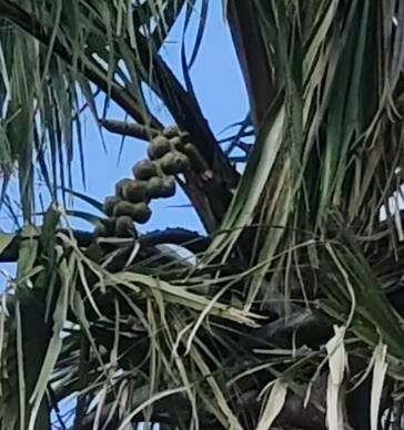 Borassus aethiopum fruit