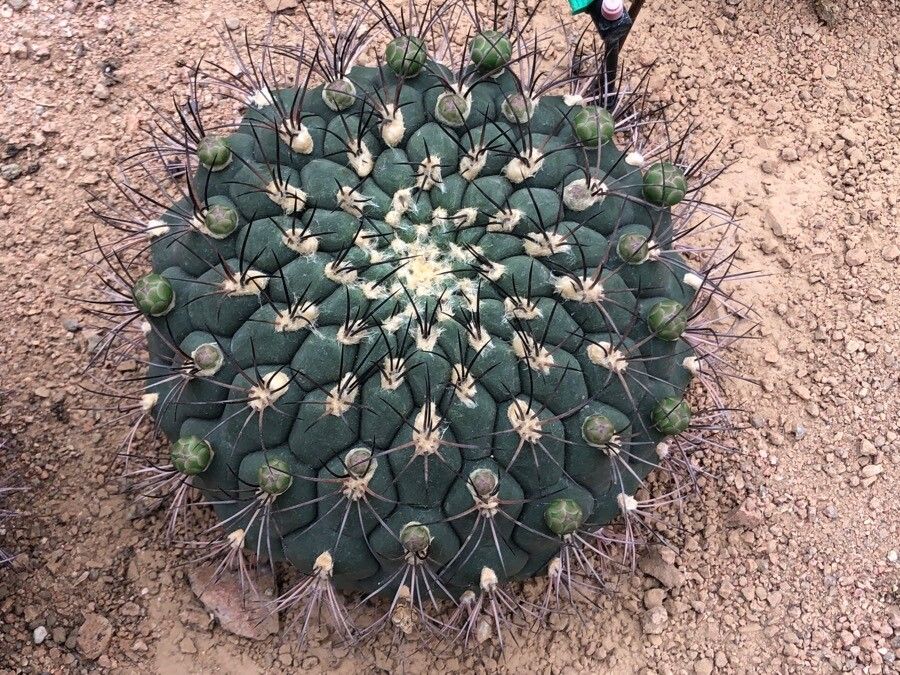Gymnocalycium pflanzii — search result for 'Paraguay'