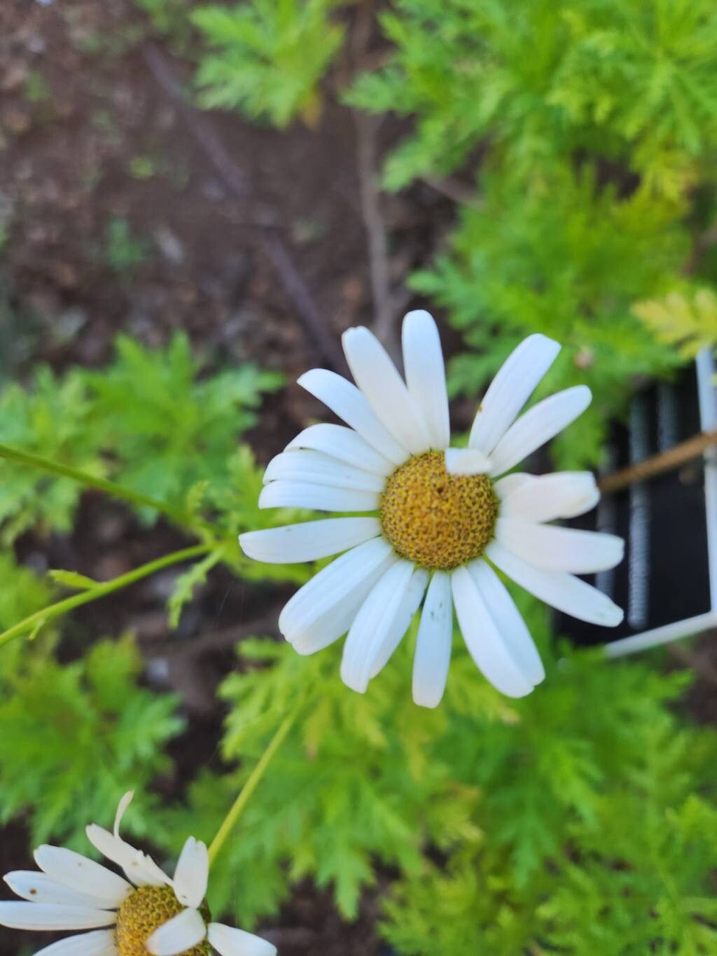 Argyranthemum dissectum flower