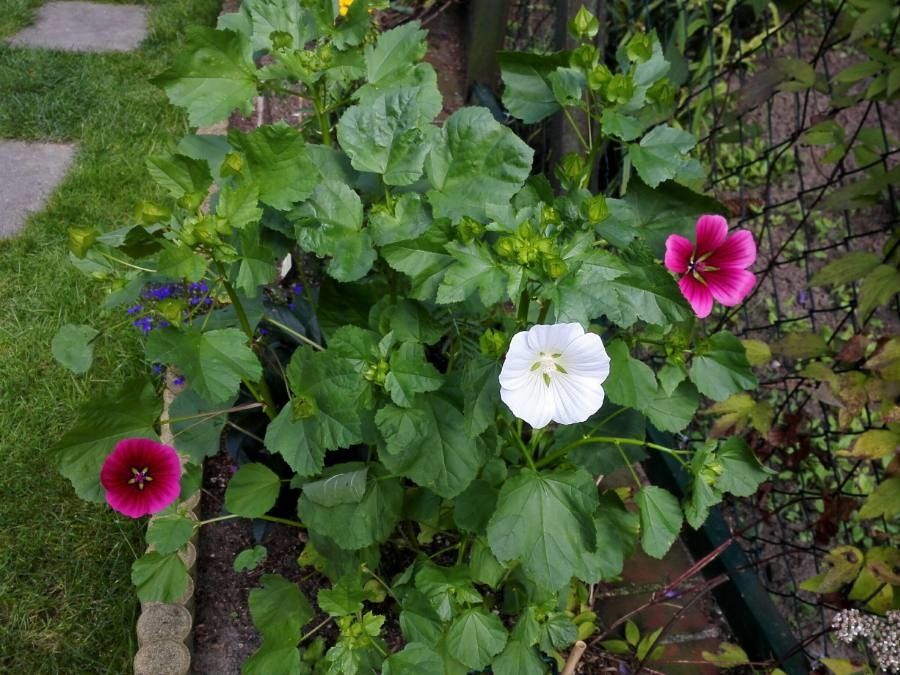 Malope trifida habit