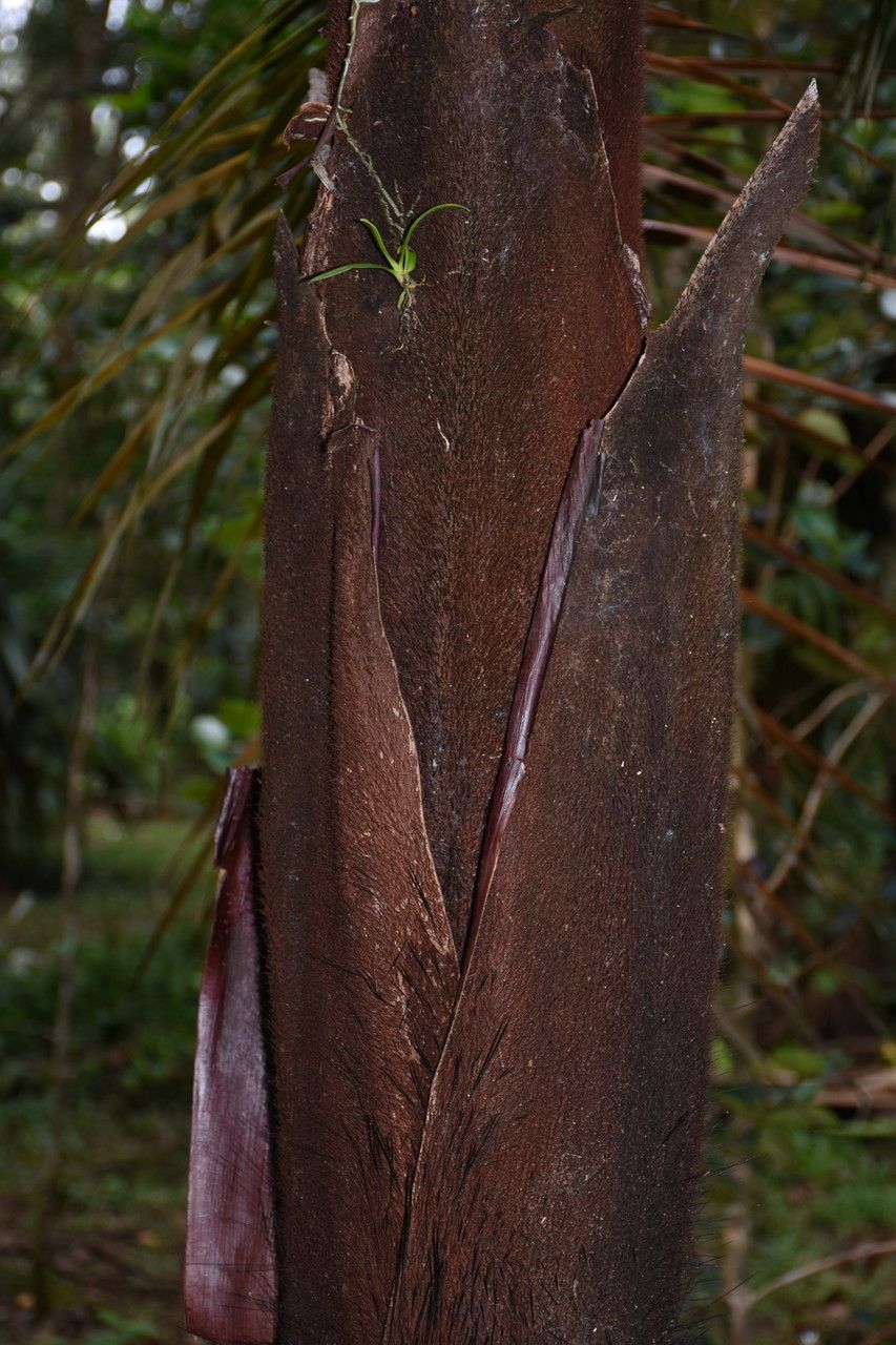 Tectiphiala ferox bark