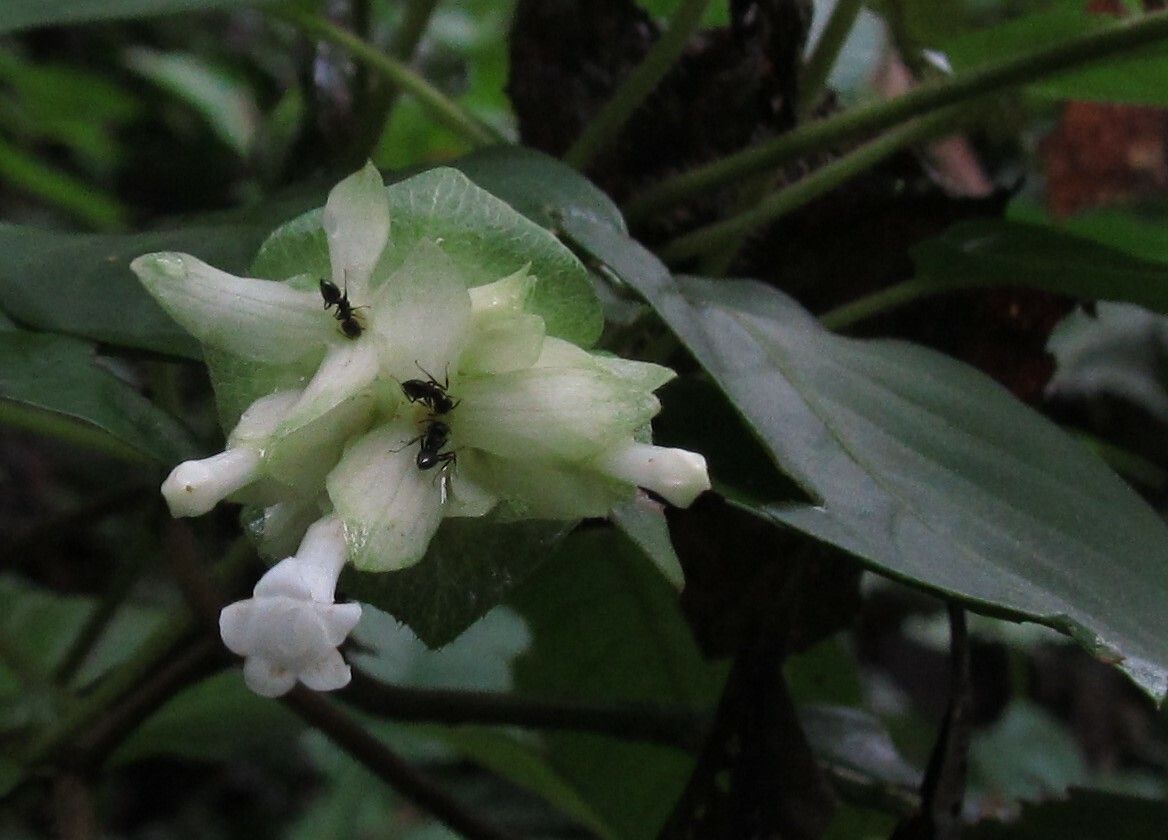 Sabicea calycina flower